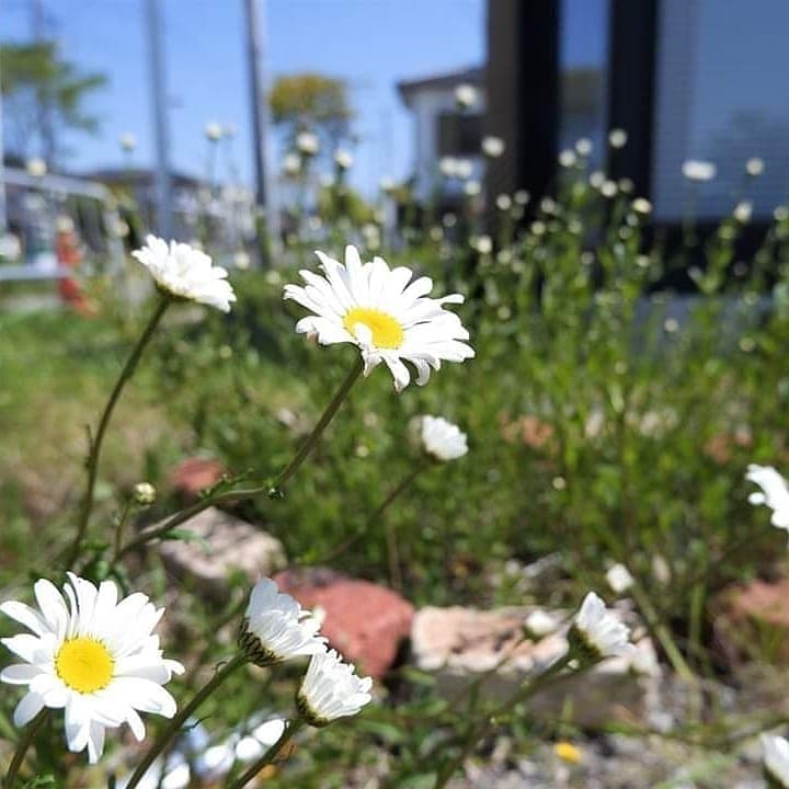 あいりちゃんの花